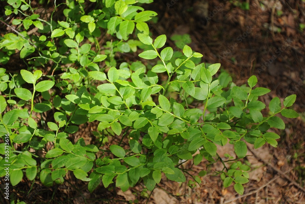 Blueberry bush with young leaves on the background of the earth in the forest Blueberry bush with young leaves on the background of the earth in the forest