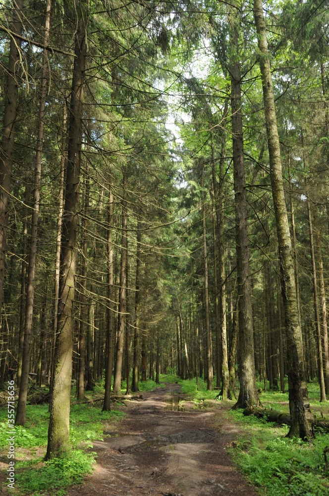Fototapeta premium A path in the forest with puddles and old spruces on the sides.