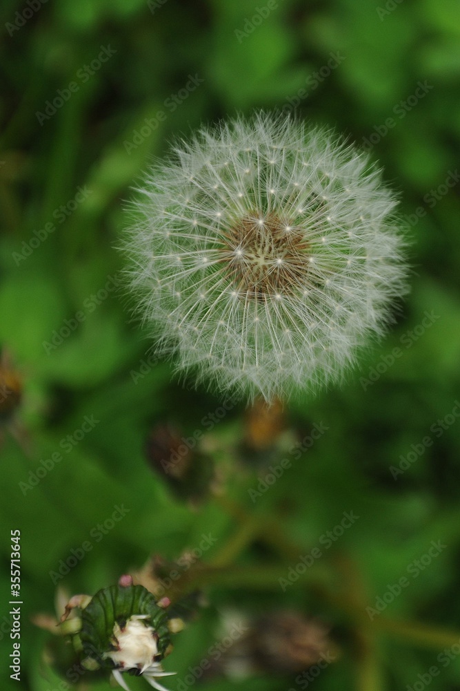 White dandelion flower and bud on a green background close-up vertical
White dandelion flower and bud on a green background close-up vertical