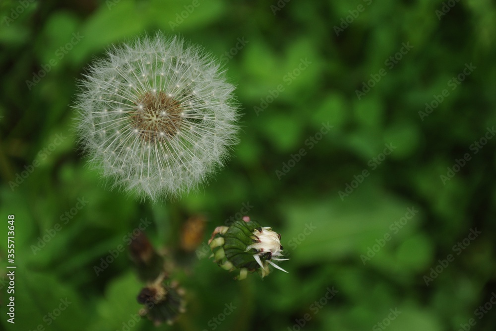 White dandelion flower and bud on a green background close-up horizontal
White dandelion flower and bud on a green background close-up horizontal