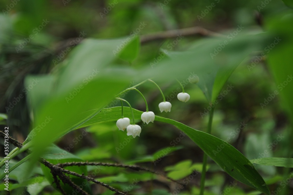 A horizontal twig with small round white flowers of a lily of the valley close up among leaves and grass
A horizontal twig with small round white flowers of a lily of the valley close up among leaves and grass