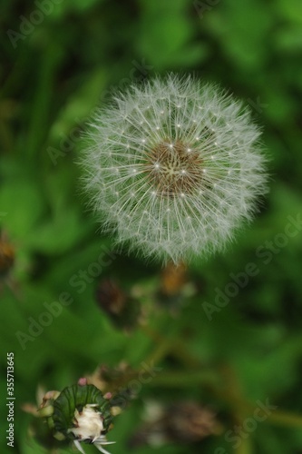 White dandelion flower and bud on a green background close-up vertical 