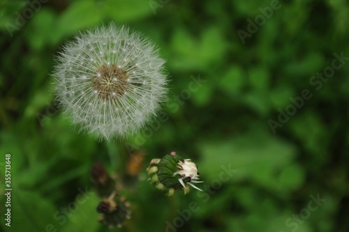 White dandelion flower and bud on a green background close-up horizontal 