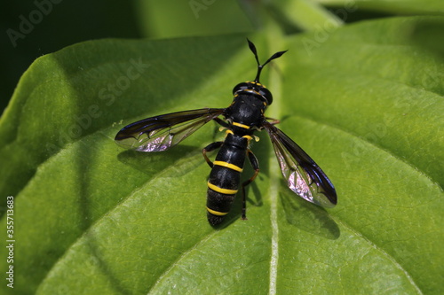 Schwebfliege - Ceriana conopsoides  photo