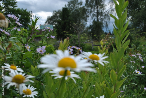 daisies in the meadow