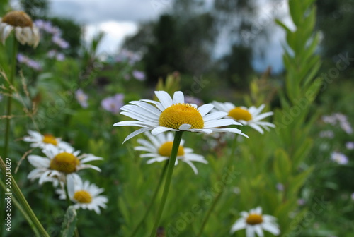 daisies in the field
