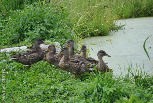 duck and ducklings
