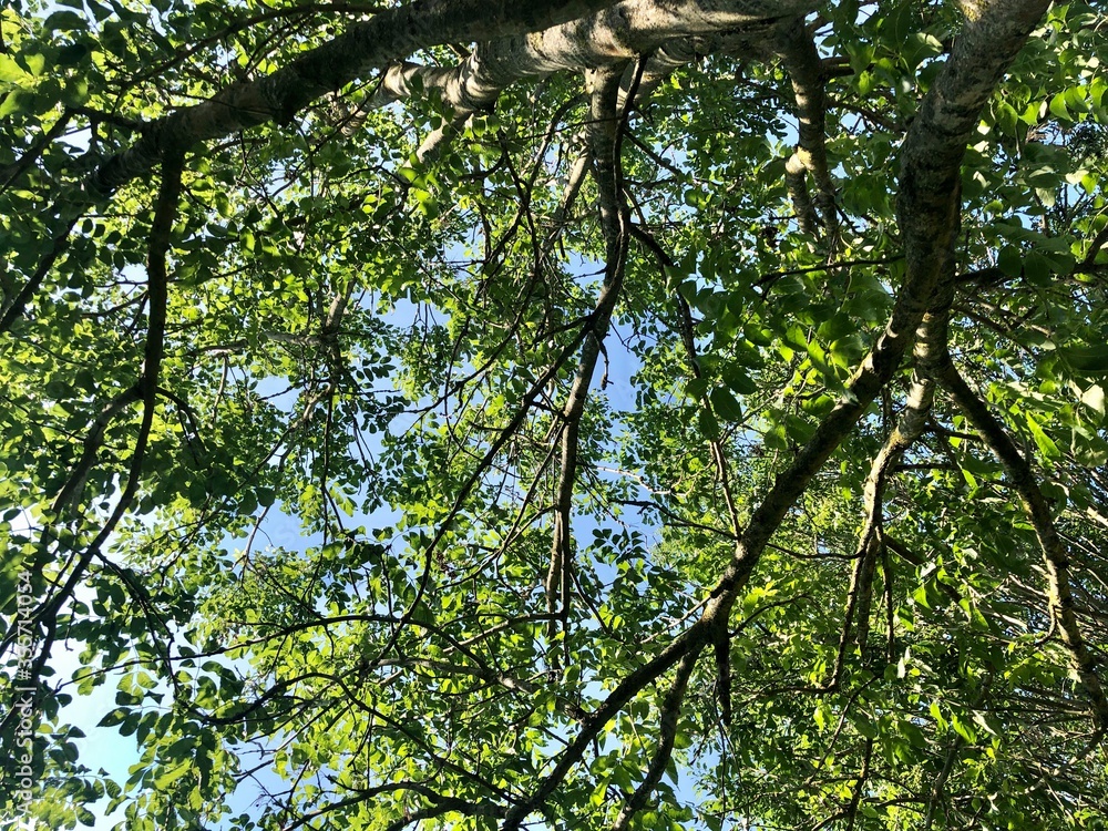 green leaves against the sky green leaves against the sky