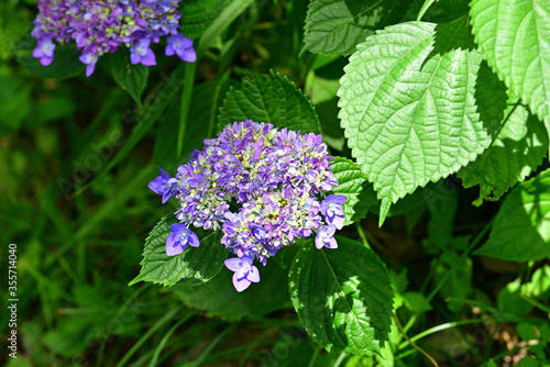 Hydrangea in the park began to bloom