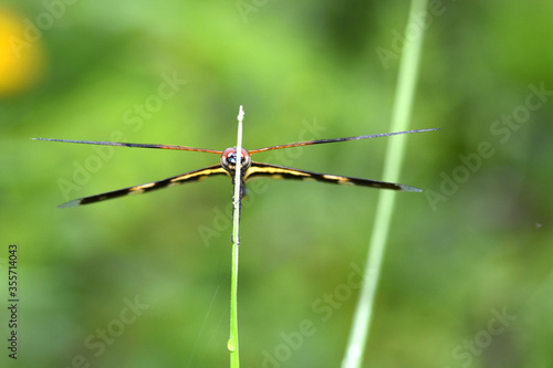 dragonfly on leaf grass © pangcom