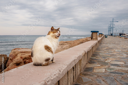 The cat sits on the stones by the sea
