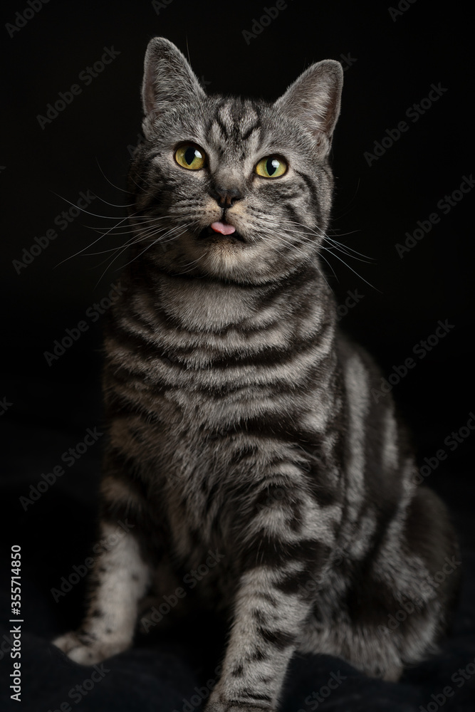 Dark silver tabby cat british shorthair on black background portrait Dark silver tabby cat british shorthair on black background portrait