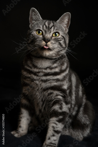 Dark silver tabby cat british shorthair on black background portrait