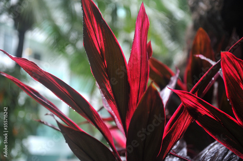 tropical rain falling on the red large leaves of the plant