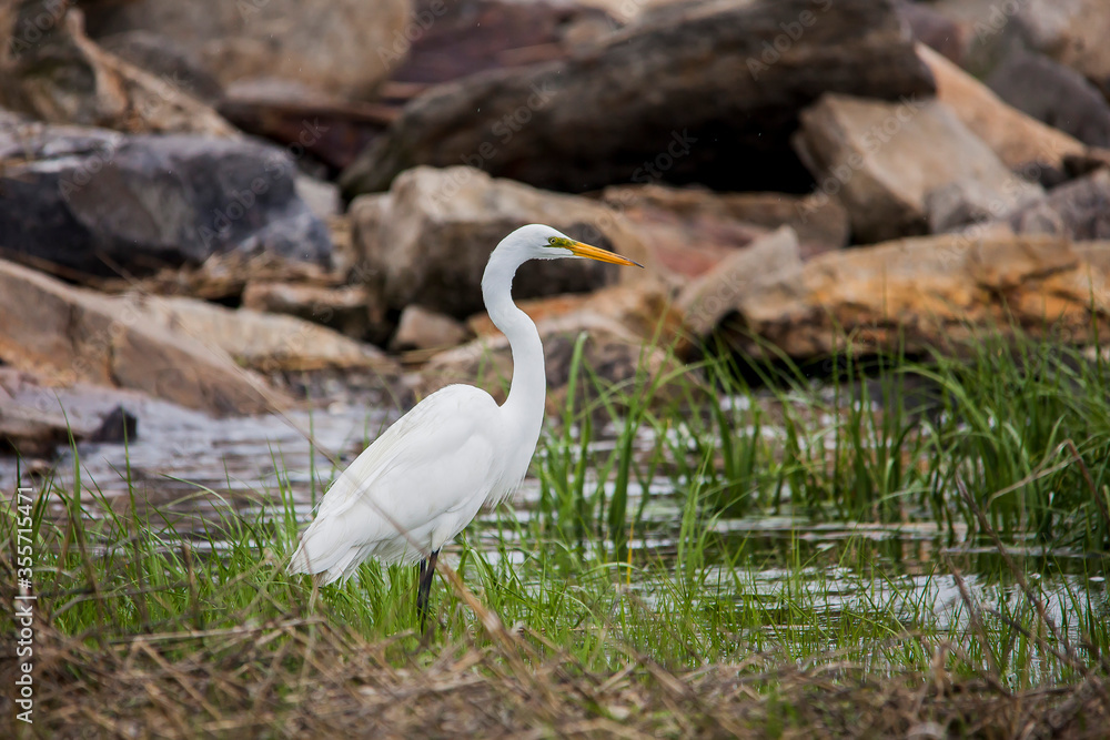 Fototapeta premium Great egret standing in ocean water