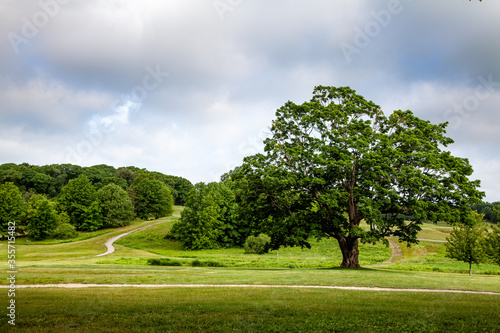 Mighty Tree in Franklin Park, Boston