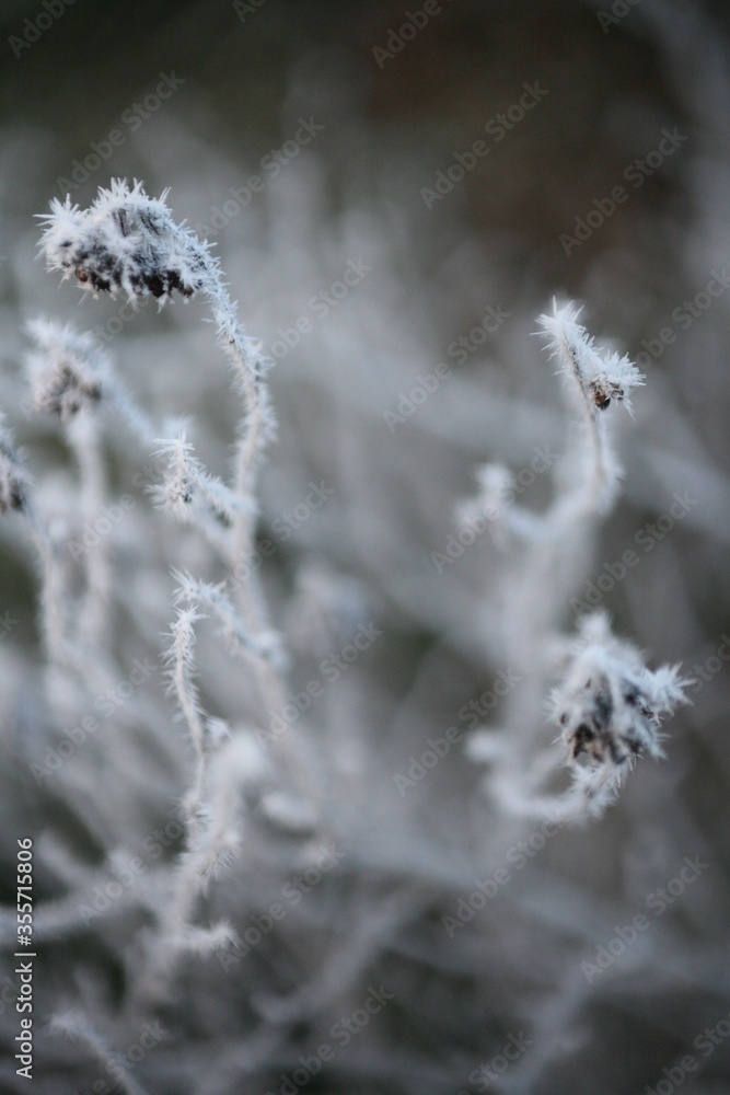 Frosted grass at cold winter or autumn day, dry plant and grass in garden covered with hoarfost in cold winter day Frosted grass at cold winter or autumn day, dry plant and grass in garden covered with hoarfost in cold winter day