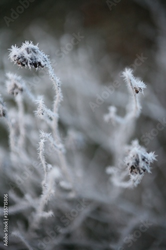 Frosted grass at cold winter or autumn day, dry plant and grass in garden covered with hoarfost in cold winter day