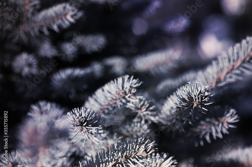 Fir branches covered with hoarfrost  moody Christmas  New Year and winter background
