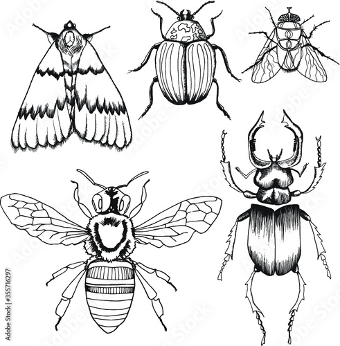 Vector insects: bee, bug, butterfly, colorado beetle, fly. Isolated on white background