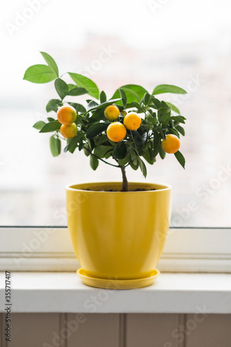 potted calamondin. a fragrant orange citrina of the calamondin kind. fruit trees in a yellow pot