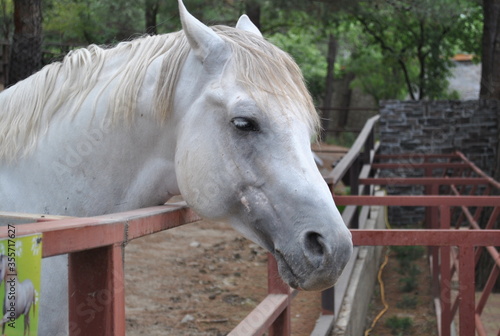white horse portrait