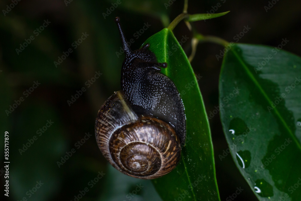 An ordinary earthen garden snail crawls on green leaves after rain, a European snail known as Cornu Aspersum. Macro close up An ordinary earthen garden snail crawls on green leaves after rain, a European snail known as Cornu Aspersum. Macro close up