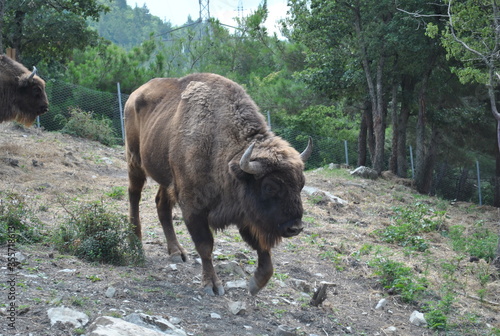 american bison in yellowstone park