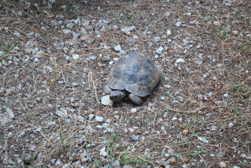 turtle on the beach