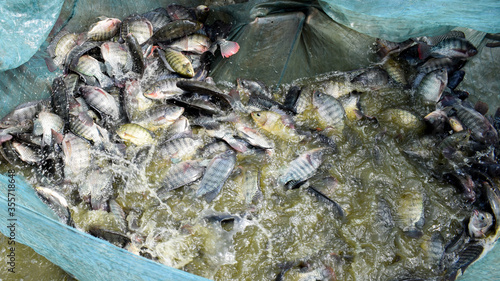 Photography Nile tilapia (Oreochromis niloticus) freshly caught from reservoir