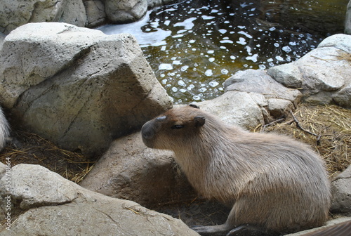 otter on the rock