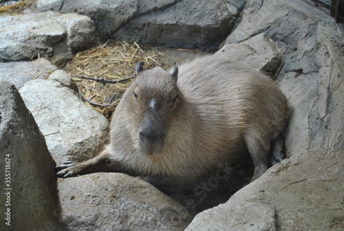 marmot in the mountains
