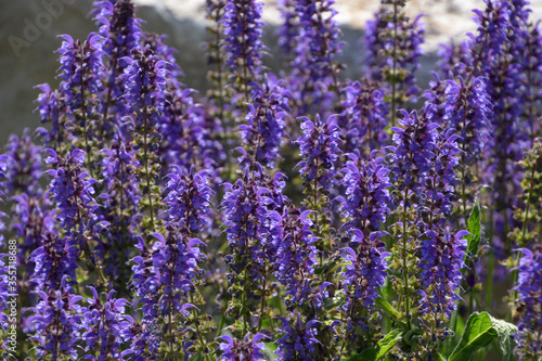close-up of salvia pratensis violet flowers in june