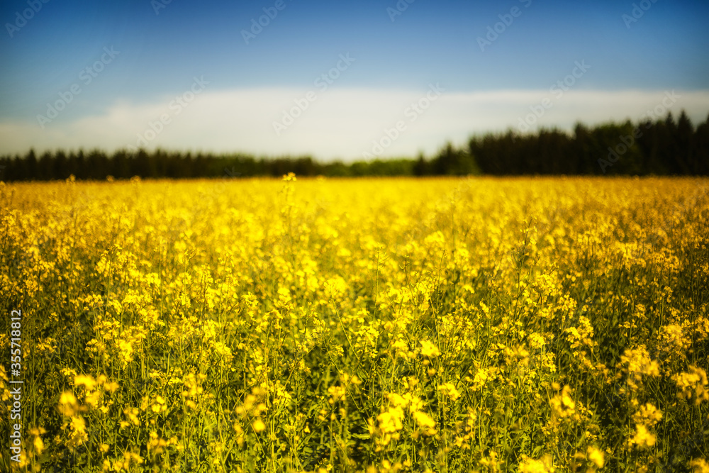 The field of the blossoming rape, beautiful yellow plant meadow The field of the blossoming rape, beautiful yellow plant meadow