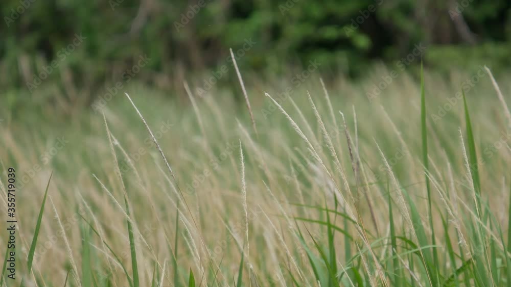 grass flower moving with wind, for background and textured grass flower moving with wind, for background and textured