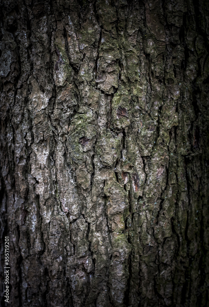 abstract background pattern, wood bark texture of an old tree, dark moody forest background