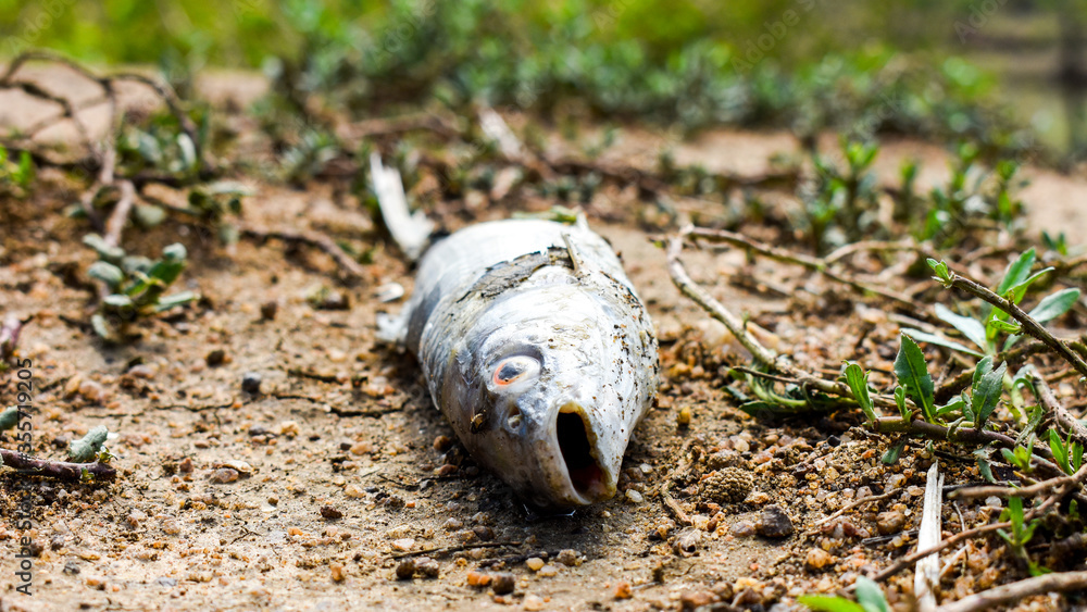 Single dead fish laying on the ground. Single dead fish laying on the ground.