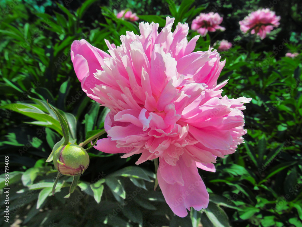 Pink Peony flower back lit by sunlight in the garden on a sunny day. Beautiful bright colorful spring image close-up. Pink Peony flower back lit by sunlight in the garden on a sunny day. Beautiful bright colorful spring image close-up.