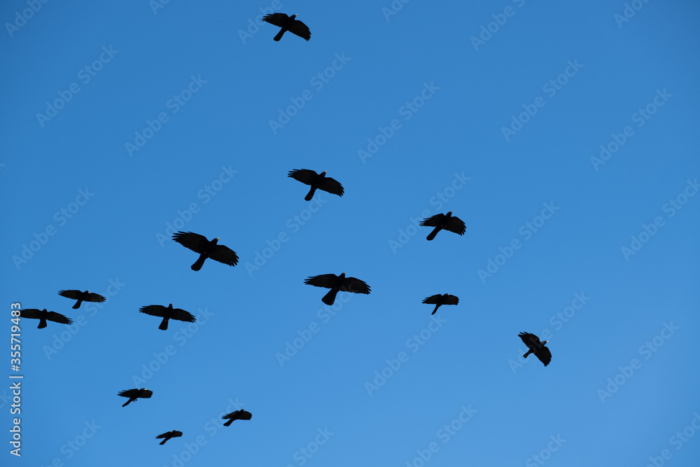 Fototapeta premium black crows in flight
