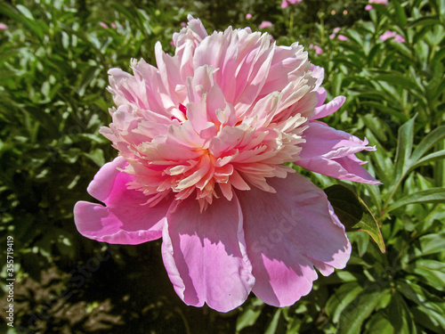 Pink Peony flower back lit by sunlight in the garden on a sunny day. Beautiful bright colorful spring image close-up.