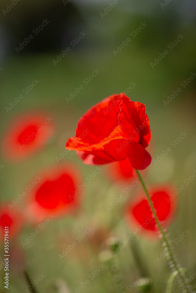 Vibrant Poppies in the Summer Sunshine Vibrant Poppies in the Summer Sunshine