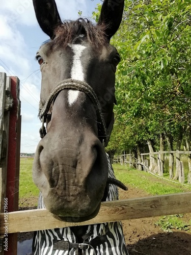 portrait of a horse