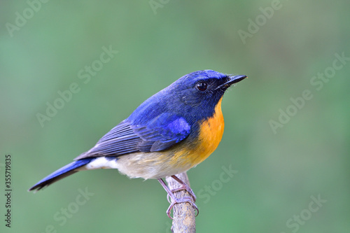 Chinese blue flycatcher © BOONCHUAY