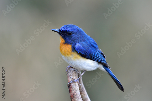 Tickell's Blue Flycatcher © BOONCHUAY