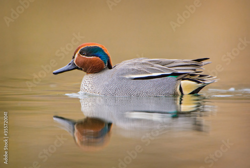 Photos Green-winged Teal - Anas crecca, beautiful colorfull small duck from Euroasian fresh waters, Zug, Switzerland