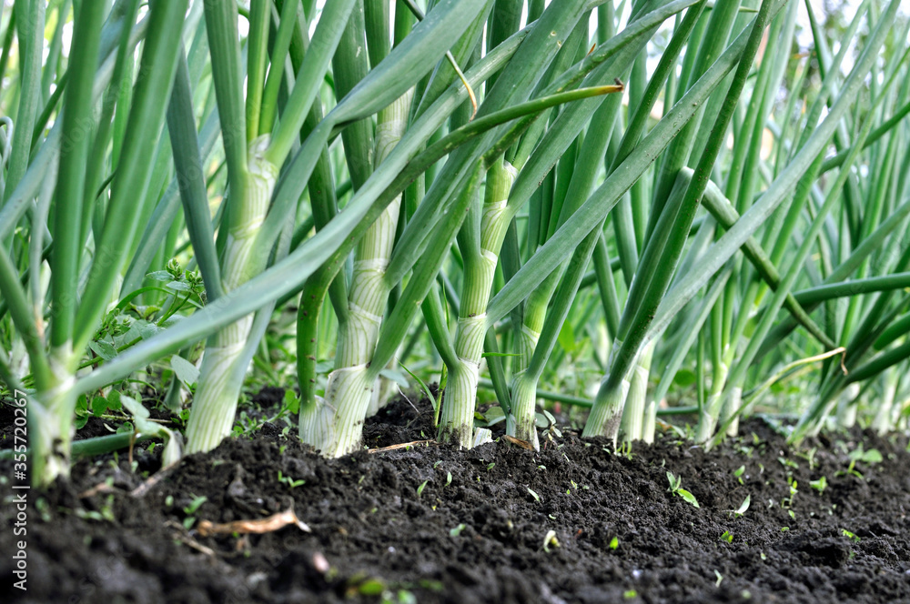 close-up of growing green onion in the vegetable garden close-up of growing green onion in the vegetable garden