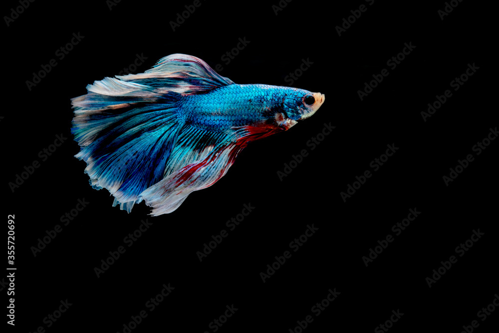 Siamese fighting fish.Multi color fighting fish isolated on black background. Siamese fighting fish.Multi color fighting fish isolated on black background.