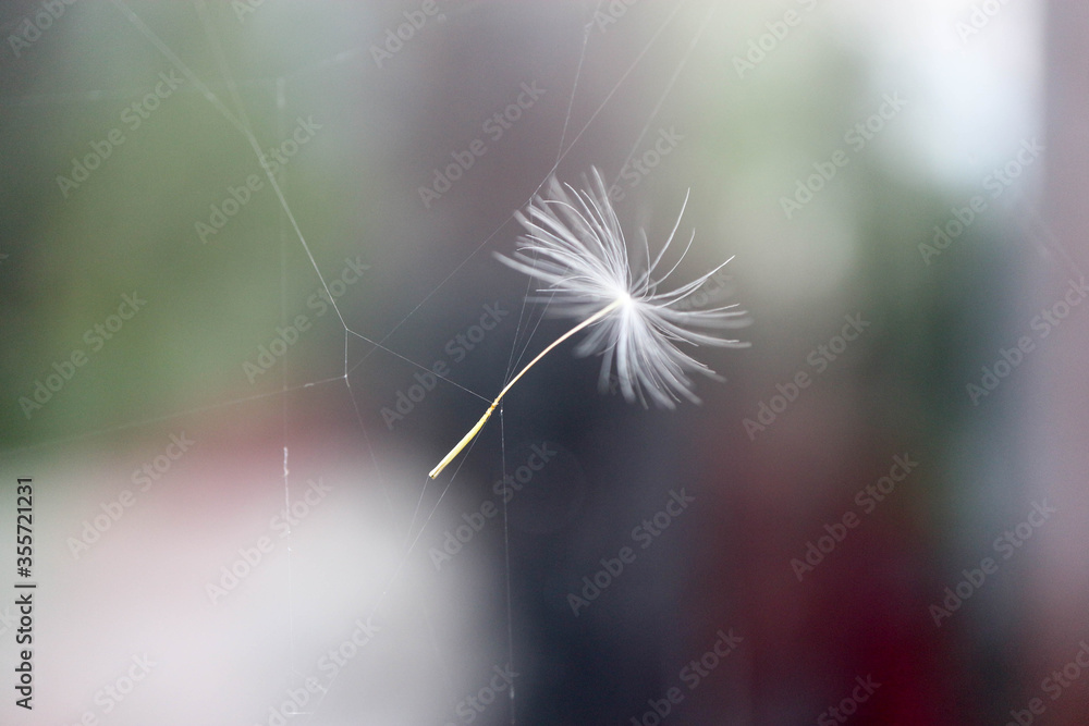 Naklejka premium dandelion seed stuck in the spider's web closeup