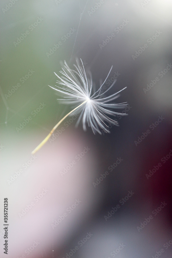 Naklejka premium dandelion seed stuck in the spider's web closeup