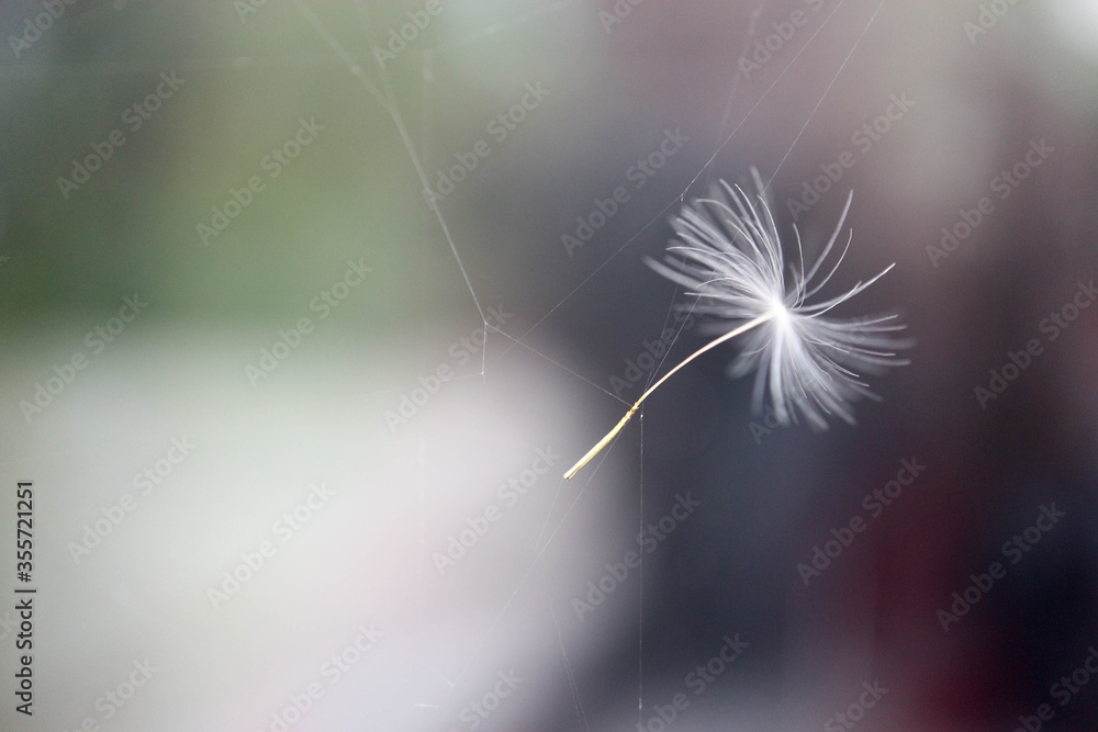 Naklejka premium dandelion seed stuck in the spider's web closeup